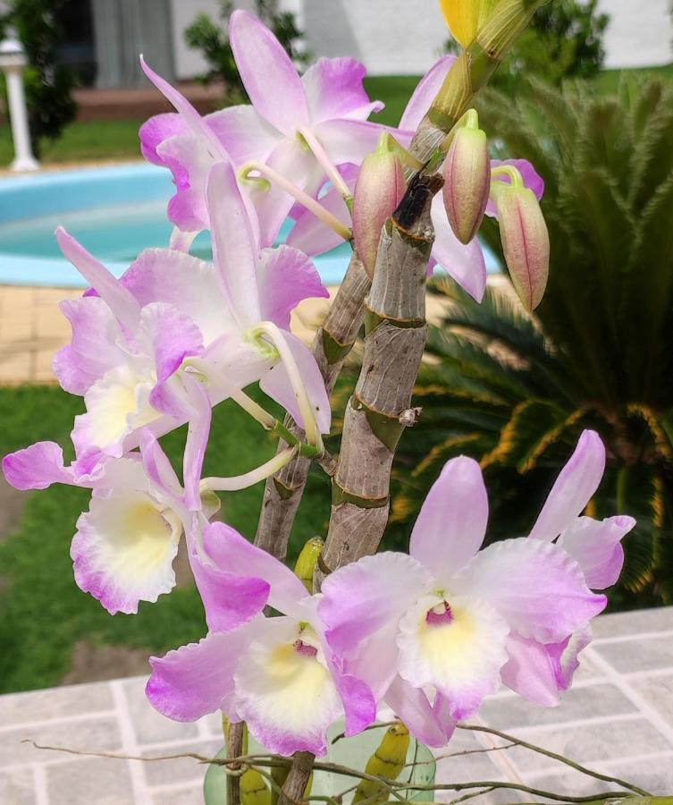 Quinta Do Lapa II Διαμέρισμα Florianópolis Εξωτερικό φωτογραφία
